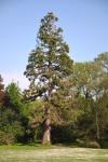 2013 05 06 bagatelle 169